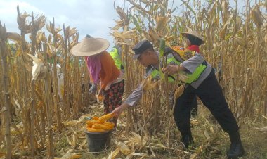 Dorong-Produksi-Pangan,-Pak-Bhabin-Bantu-Petani-Bojonegoro-Panen-Jagung