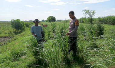Bhabinkamtibmas-Jatikalang-Tinjau-Tanaman-Rempah,-Dukung-Swasembada-Pangan-Mandiri