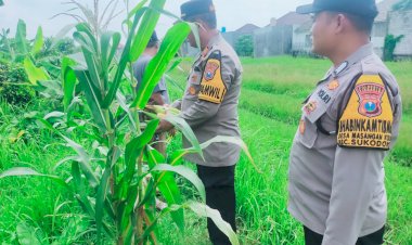 Polsek-Sukodono-Dorong-Ketahanan-Pangan-Tanaman-Jagung-Lewat-Peran-Aktif-Bhabinkamtibmas