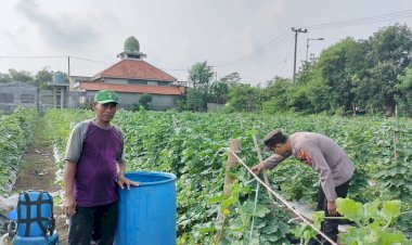 Kapolsek-Tarik-Masifkan-Pendampingan-Petani-Buah-Melon-untuk-Optimalkan-Program-Ketahanan-Pangan