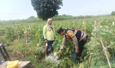 Pengecekan-Ketahanan-Pangan,-Polsek-Porong-Dorong-Budidaya-Melon