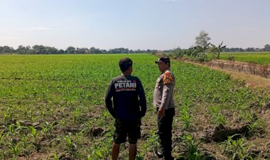 Upaya-Polsek-Tarik-Dorong-Program-Ketahanan-Pangan,-Bhabinkamtibmas-Dampingi-Petani