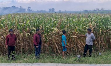 Polsek-Balongbendo-Dukung-Program-Ketahanan-Pangan-Lewat-Pendampingan-Panen-Jagung