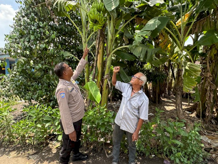 Bhabinkamtibmas Desa Kalanganyar Tinjau Lahan Tanaman Pisang untuk Swasembada Pangan