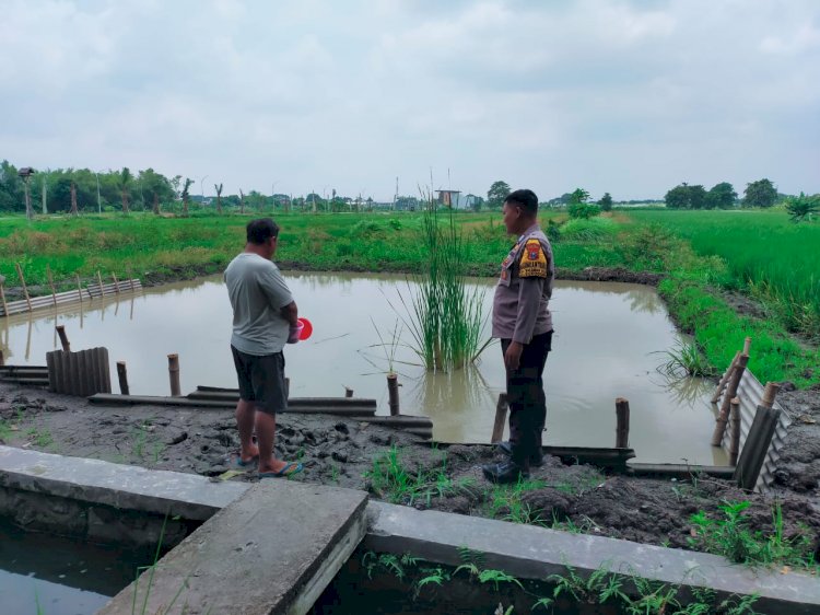 Polsek Sukodono Cek Budidaya Ikan Mujaer Wujudkan Ketahanan Pangan Polresta Sidoarjo