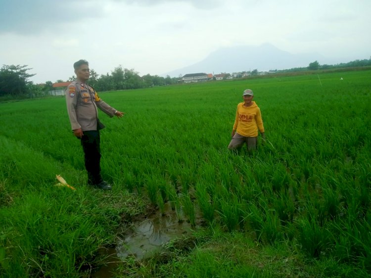 Cek Tanam Padi Berhasil, Kanit Binmas Polsek Krembung Turun ke Lahan Pertanian