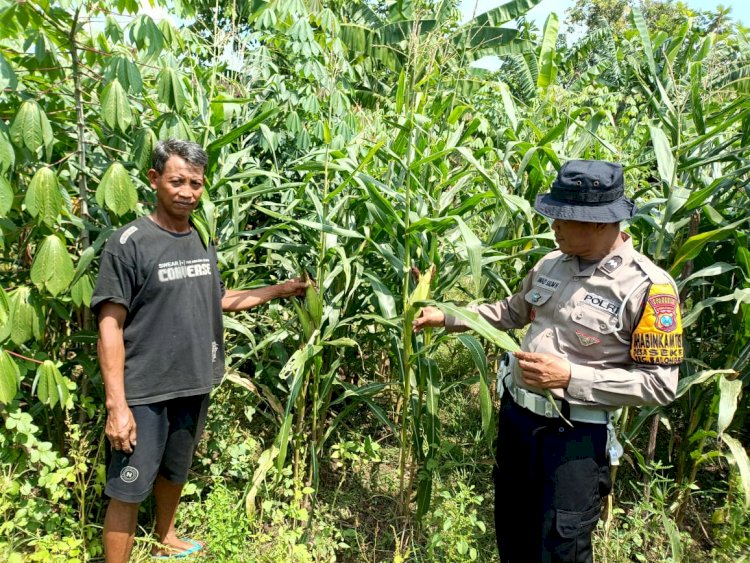 Polsek Balongbendo Dukung Program Pekarangan Pangan Bergizi Tanaman Jagung di Desa Seketi