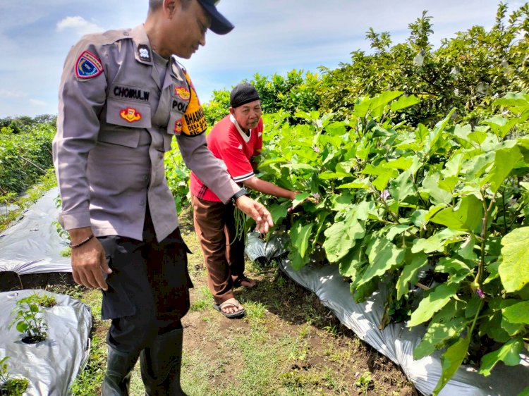 Topang Ketahanan Pangan, Bhabinkamtibmas Sambibulu Tinjau Pekarangan Warga yang Panen Sayuran