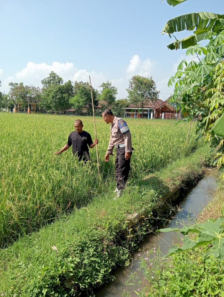 Kapolsek Tarik Dukung Ketahanan Pangan Lewat Pengecekan Tanaman Padi di Mergobener