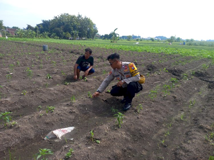 POLRESTA SIDOARJO | Sinergi Polisi dan Petani di Kecamatan Krembung Dorong Panen Hortikultura Sukses