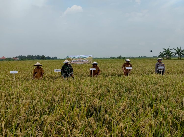POLRESTA SIDOARJO | Forkopimka Wonoayu Panen Raya Padi dan Gelar Diskusi Ketahanan Pangan dengan Petani