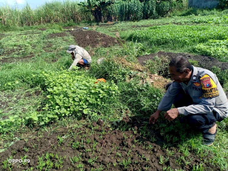 Bhabinkamtibmas Kenongo Tinjau Pertumbuhan Sayur untuk Dukung Ketahanan Pangan