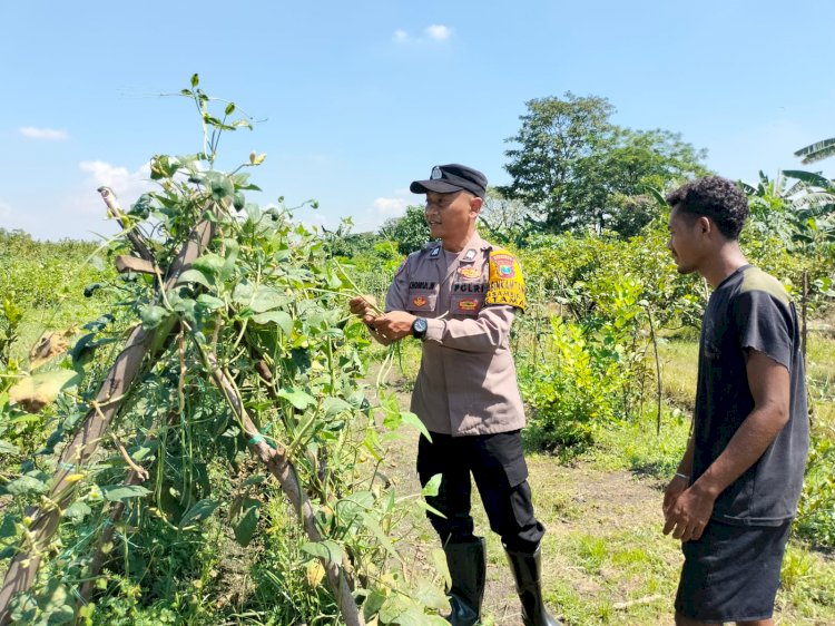 Bhabinkamtibmas Sambibulu Polsek Taman Bersama Warga Tinjau Lahan Hortikultura Ketahanan Pangan