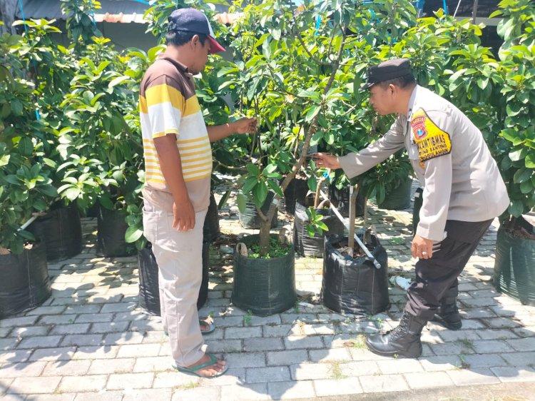 Kapolsek Tanggulangin Dorong Ketahanan Pangan Melalui Sambang Lahan alpukat di Desa Kedungbanteng