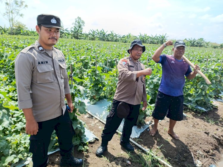 Dukung Ketahanan Pangan, Polisi Dampingi Perawatan Tanaman