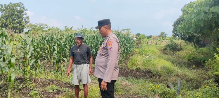 Polisi Cinta Petani Sawi, Polsek Porong Kompak Dongkrak Ketahanan Pangan di Desa Pesawahan