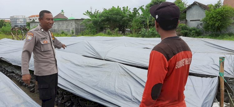 Polsek Tulangan Dampingi Warga Rawat Tanaman Cabai di Pekarangan Rumah
