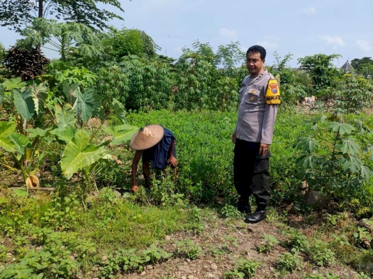 Aiptu Supariyanto Dampingi Petani Tanam Cabai dan Kemangi Tingkatkan Ketahanan Pangan