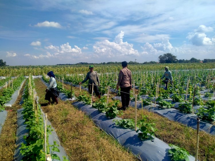 Program P2B Dapat Dukungan Polisi, Kanit Binmas Prambon Cek Lahan Melon Warga