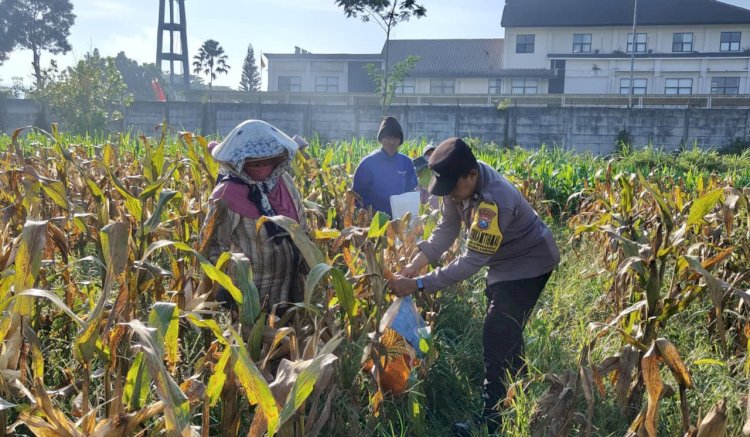 Dukung Ketahanan Pangan Nasional: Polresta Malang Kota dan Gapoktan Panen 2,5 Ton Jagung