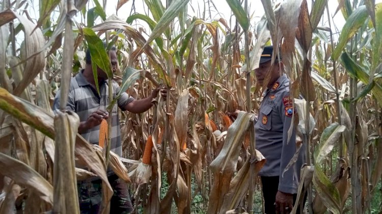 Dorong Swasembada Pangan, Kapolsek Prambon Tinjau Lahan Jagung di Desa Bulang