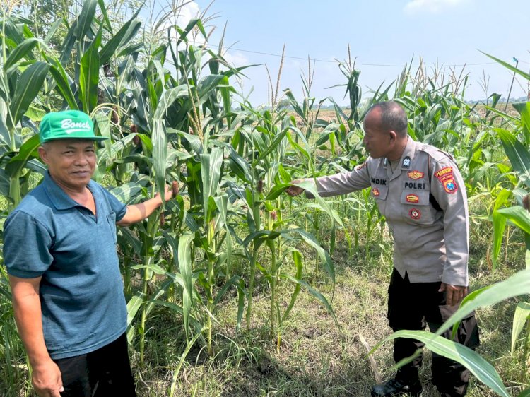 Masifkan Swasembada Pangan dengan Mengelola Tanaman Jagung di Desa Prambon